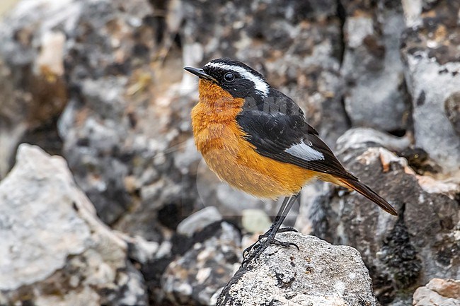 Firt summer male Moussier's Redstart (Phoenicurus moussieri) perched on a rock n Dayet Aoua, Immousert, Morocco. stock-image by Agami/Vincent Legrand,