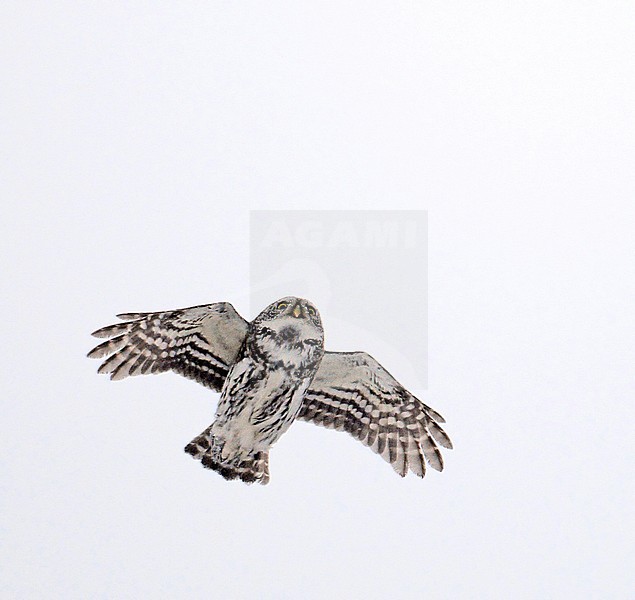 Eurasian Pygmy Owl (glaucidium passerinum) in flight against white background, seen from below, at Kuusamo Finland January 2008 stock-image by Agami/Markus Varesvuo,