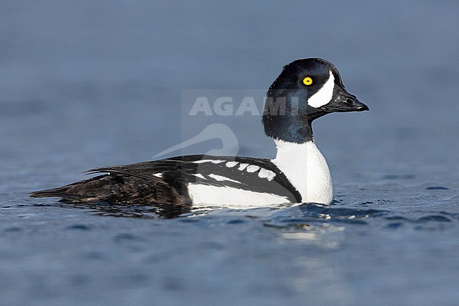 Barrow's Goldeneye (Bucephala islandica), side view of an adult male swimming in the water, Northeastern Region, Iceland stock-image by Agami/Saverio Gatto,