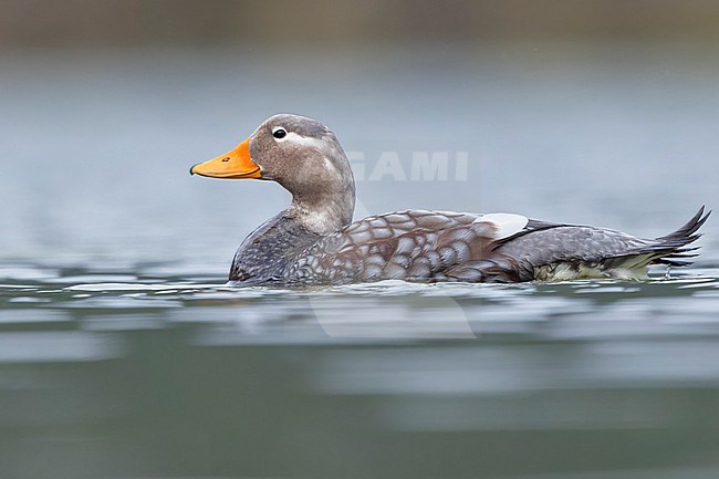 Flying Steamer-Duck (Tachyeres patachonicus) at a lake  in Argentina stock-image by Agami/Dubi Shapiro,
