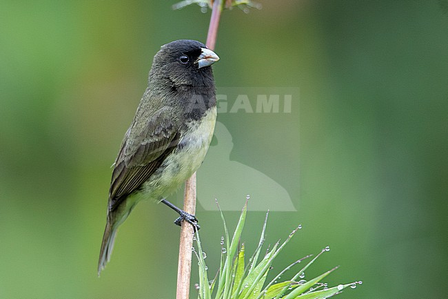 A male Yellow-bellied Seedeater (Sporophila nigricollis nigricollis) at Recinto del Pensamiento, Manizales, Colombia. stock-image by Agami/Tom Friedel,