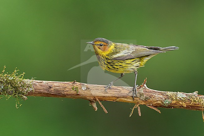 Adult male
Galveston Co., TX
April 2022 stock-image by Agami/Brian E Small,