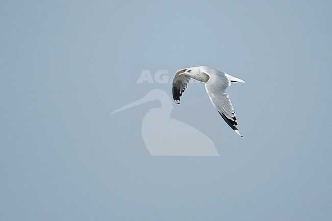 An adult Common Gull (Larus canus heinei) on migration. stock-image by Agami/Mathias Putze,