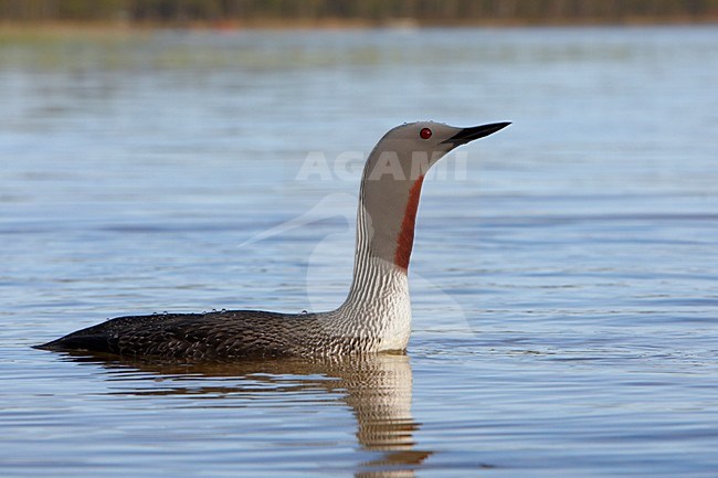 Roodkeelduiker, Red-throated Loon, Gavia stellata stock-image by Agami/Jari Peltomäki,