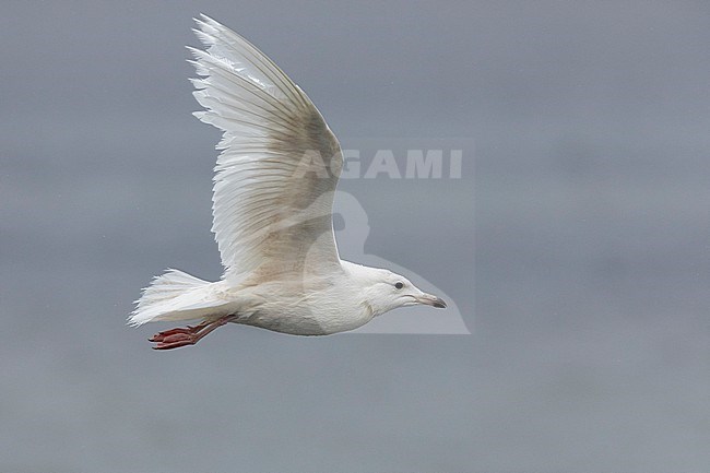 Iceland Gull (Larus glaucoides). side view of a juvenile in flight, Western Region, Iceland stock-image by Agami/Saverio Gatto,