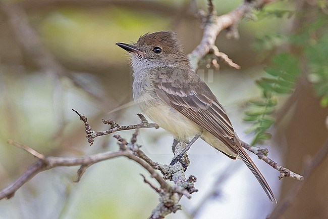 Galapagos Flycatcher, Myiarchus magnirostris, on the Galapagos Islands, part of the Republic of Ecuador. stock-image by Agami/Pete Morris,