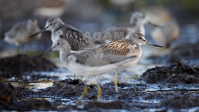 Juveniele Groenpootruiter; Juvenile Greenshank stock-image by Agami/Markus Varesvuo,