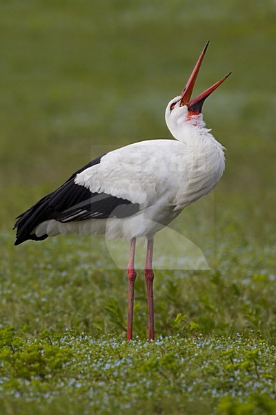 White Stork rattling; Ooievaar klepperend stock-image by Agami/Daniele Occhiato,
