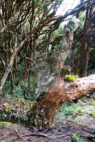 Papallacta Pass Ecuador stock-image by Agami/Marc Guyt,