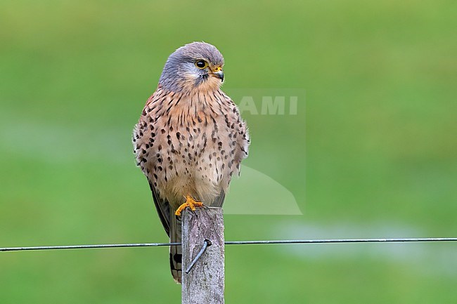 A Common Kestrel (Falco tinnunculus) is sitting along the road on a fence post allowing close-up views on the island of Texel. stock-image by Agami/Jacob Garvelink,