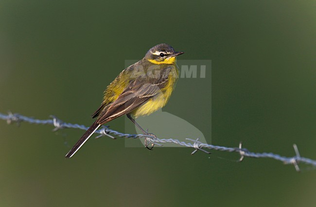 Mannetje Gele Kwikstaart zittend op prikkeldraad. Male Blue-headed Wagtail sitting on barbed wire. stock-image by Agami/Ran Schols,
