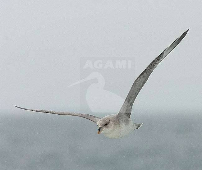 Northern fulmar in flight stock-image by Agami/Roy de Haas,