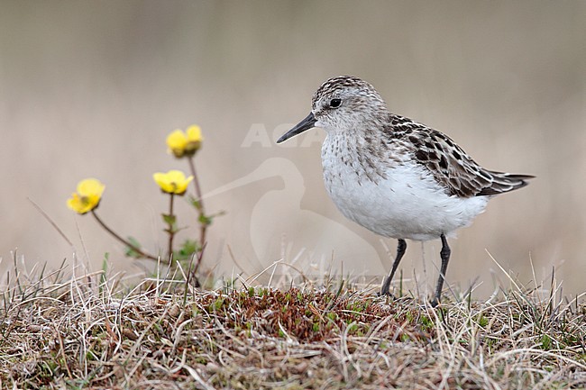 Volwassen Grijze Strandloper in broedgebied, Adult Semipalmated Sandpiper in breeding habitat stock-image by Agami/Brian E Small,