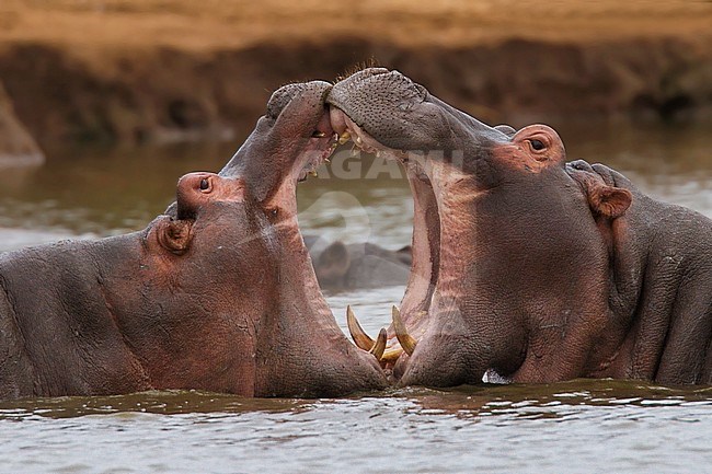 Hippo's (Hippopotamus amphibius) flighting in an African river stock-image by Agami/Dubi Shapiro,