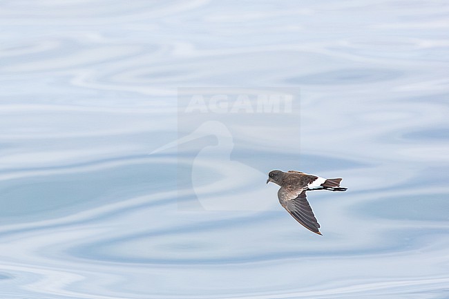  stock-image by Agami/Menno van Duijn,