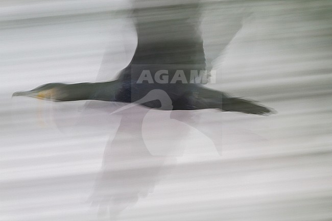Aalscholver vliegend; Great Cormorant flying stock-image by Agami/Menno van Duijn,