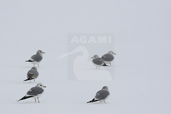 Stormmeeuw staand in sneeuw; Mew Gull standing in snow stock-image by Agami/Chris van Rijswijk,
