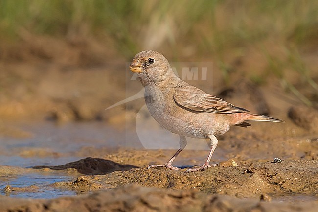 Trumpeter Finch (Bucanetes githagineus) perched near water in Morocco stock-image by Agami/Daniele Occhiato,