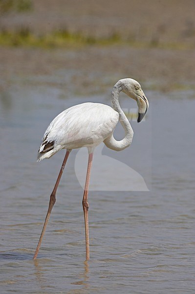 Flamingo staand in water; Greater Flamingo standing in water stock-image by Agami/Markus Varesvuo,