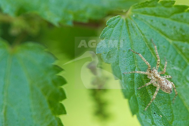 Anyphaena accentuata - Vierfleck-Zartspinne, Germany (Baden-Württemberg) stock-image by Agami/Ralph Martin,
