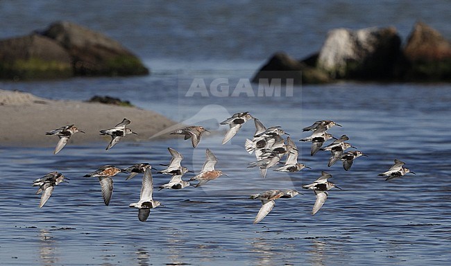Adult Curlew Sandpipers (Calidris ferruginea) with Dunlins flying along the shore at Nivå in Denmark. stock-image by Agami/Helge Sorensen,