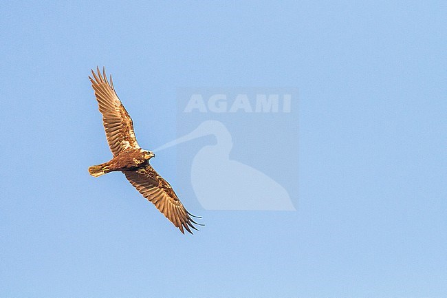 Marsh Harrier, female, flying, overhead against a blue sky, wings out and full sun on it stock-image by Agami/Menno van Duijn,
