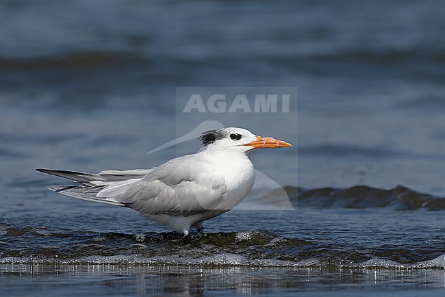 Royal Tern (Thalasseus maximus) stock-image by Agami/David Monticelli,