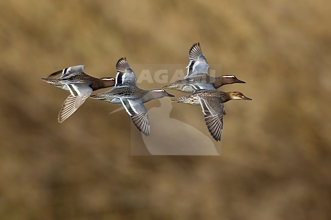 Groep Zomertalingen in de vlucht; Flock of Garganey in flight stock-image by Agami/Daniele Occhiato,