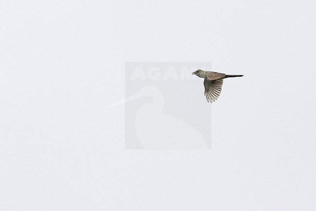 Bristled Grassbird (Schoenicola striatus) in flight in India. stock-image by Agami/James Eaton,