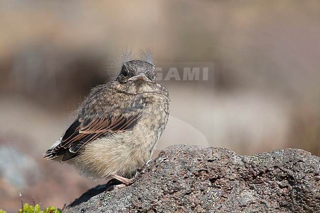 Northern Wheatear, Tapuit, Oenanthe oenanthe ssp. leucorhoa, Iceland, juvenile stock-image by Agami/Ralph Martin,