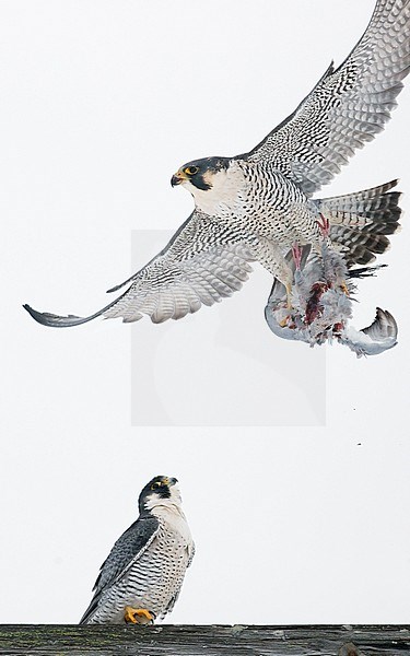 Peregrine (Falco peregrinus, most propbably subspecies anatum) Canada January 2017 stock-image by Agami/Markus Varesvuo,