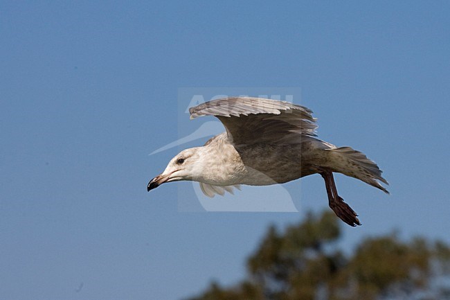Onvolwassen Beringmeeuw in de vlucht; Immature Glaucous-winged Gull in flight stock-image by Agami/Martijn Verdoes,