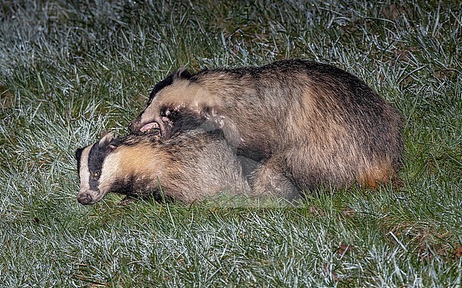 Couple of European Badger (Meles meles) mating at night in Yvoir, Namur, Belgium. stock-image by Agami/Vincent Legrand,