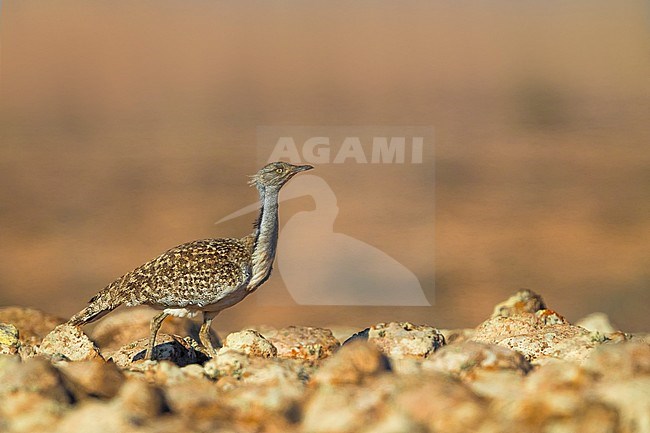 Houbara Bustard (Chlamydotis undulata fuertaventurae) on the Canary Island of Fuerteventura. This subspecies is highly restricted and endangered, with less then 500 birds left in the wild. stock-image by Agami/Daniele Occhiato,