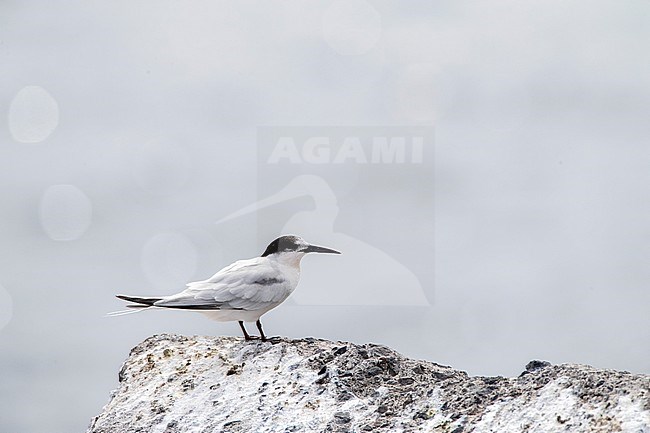 Adult Roseate Tern (Sterna dougallii) in late summer plumage. Standing on a rock in a local harbour on Madeira, Portuga. stock-image by Agami/Marc Guyt,