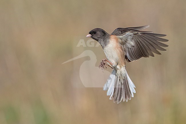 Adult male
Santa Barbara Co., CA
November 2021 stock-image by Agami/Brian E Small,