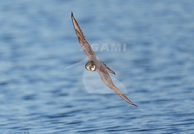 Adult Eurasian Hobby (Falco subbuteo) coming in and flying low over the water of a pool looking for dragonflies to catch stock-image by Agami/Ran Schols,