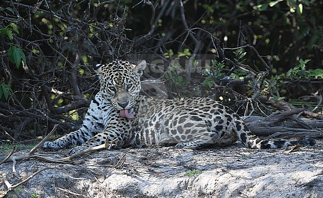 Jaguar (Panthera onca) at the Pantanal, Brazil stock-image by Agami/Eduard Sangster,