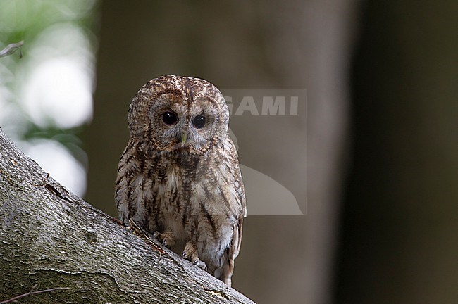 Adutl Tawny Owl (Strix aluco) perched on a branch in daytime at Lyngby, Denmark stock-image by Agami/Helge Sorensen,