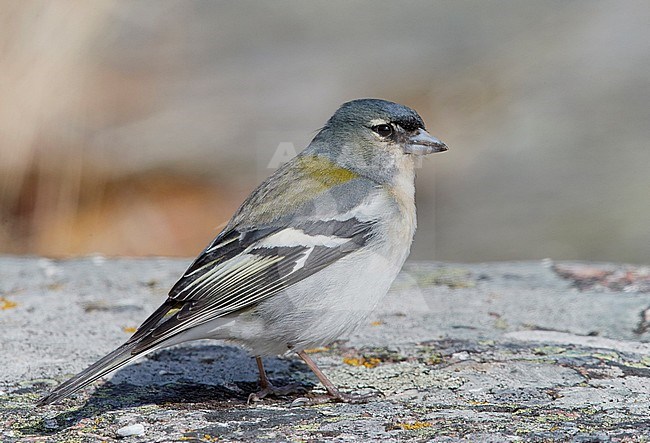 Male African Chaffinch (Fringilla coelebs) on Utö Finland during spring. Looks like race africana, a rare vagrant. stock-image by Agami/Markus Varesvuo,