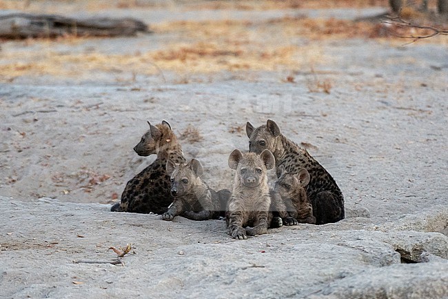 Spotted hyenas cubs, Crocuta crocuta, waiting for the mother outside the den. Khwai Concession, Okavango Delta, Botswana stock-image by Agami/Sergio Pitamitz,