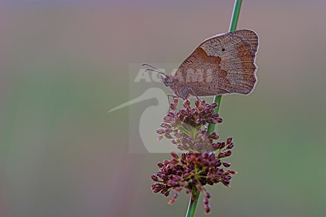 Bruine zandoog op pitrus, Meadow Brown on Soft Rush stock-image by Agami/Menno van Duijn,