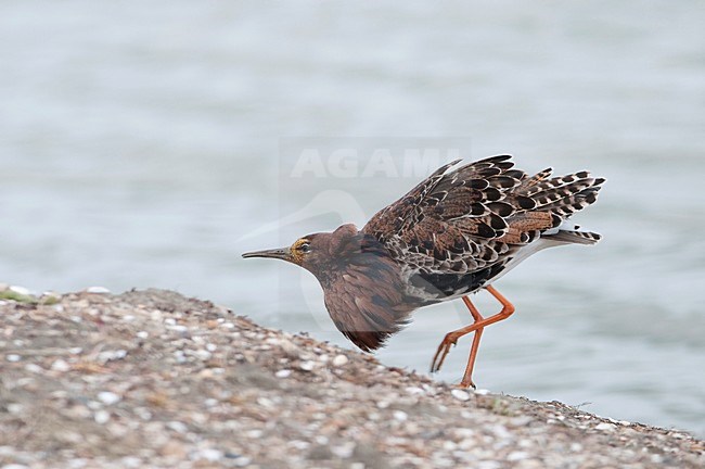 Kemphaan in baltskleed op schelpenstrandje; Ruff in breedingplumage stock-image by Agami/Han Bouwmeester,