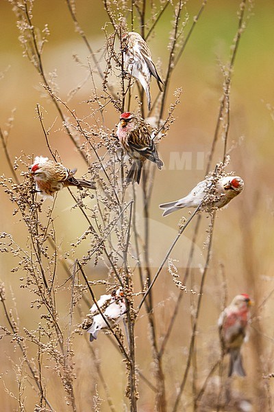 a flock Common Redpolls stock-image by Agami/Chris van Rijswijk,