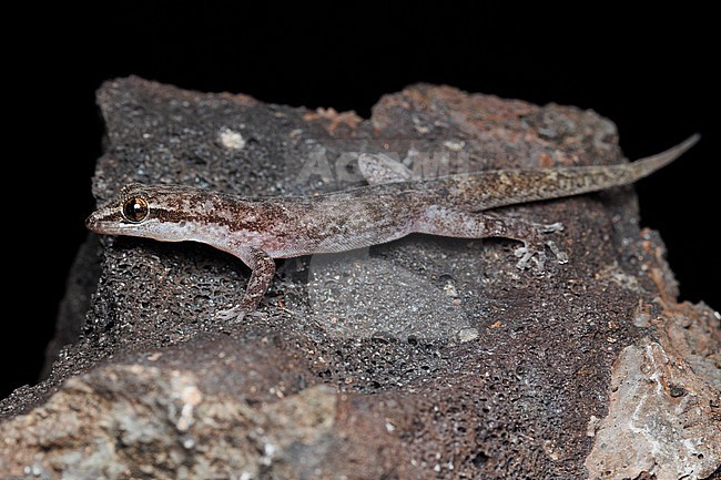 San Cristóbal Leaf-toed Gecko (Phyllodactylus leei) taken the 01/11/2025 at San Cristóbal - Galapagos. stock-image by Agami/Nicolas Bastide,