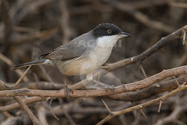 Eastern Orphean Warbler (Sylvia crassirostris), adult perched in a bush in Oman stock-image by Agami/Saverio Gatto,