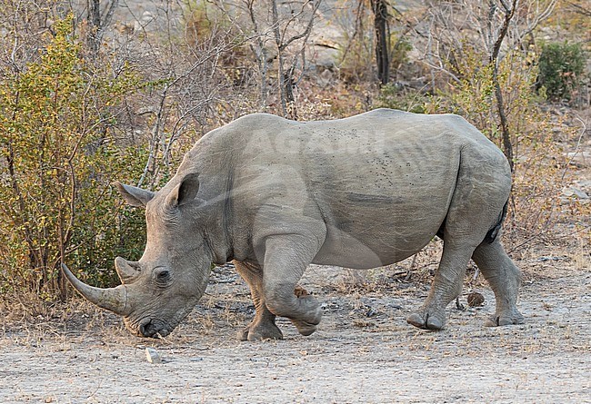Southern White rhinoceros, Ceratotherium simum, in South Africa. stock-image by Agami/Pete Morris,