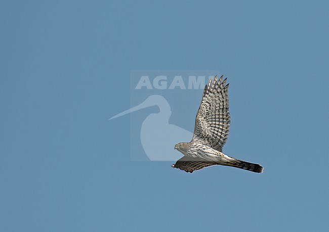 Sharp-shinned Hawk (Accipiter striatus velox), juvenile bird in flight against blue sky stock-image by Agami/Kari Eischer,