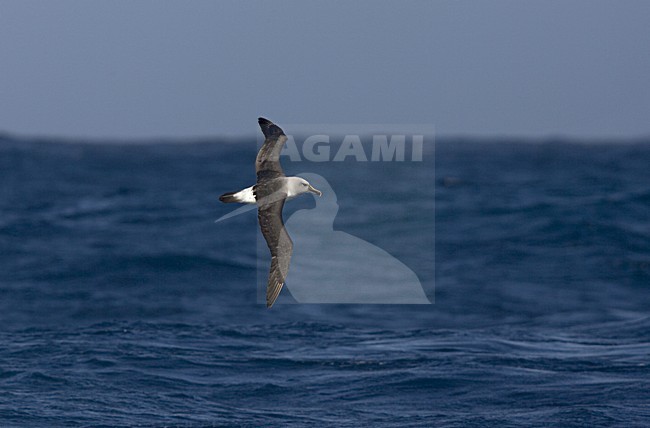 Grey-headed Albatross adult flying; Grijskopalbatros volwassen vliegend stock-image by Agami/Marc Guyt,