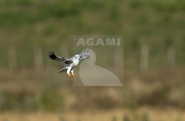 Adult, hovering flight. stock-image by Agami/Kris de Rouck,
